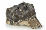 Fossil Mammal (Plagiolophus) Molar - France #248661-1